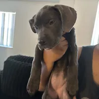 Violet collar (violet), a female Cane Corso for sale in Holiday, FL – 4 of 4