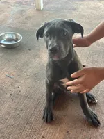 Violet collar (violet), a female Cane Corso for sale in Holiday, FL – Photo 1 of 5
