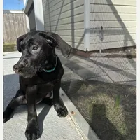 Teal collar (Blossom), a female Cane Corso for sale in Holiday, FL – 1 of 5