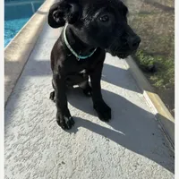 Teal collar (Blossom), a female Cane Corso for sale in Holiday, FL – 3 of 5