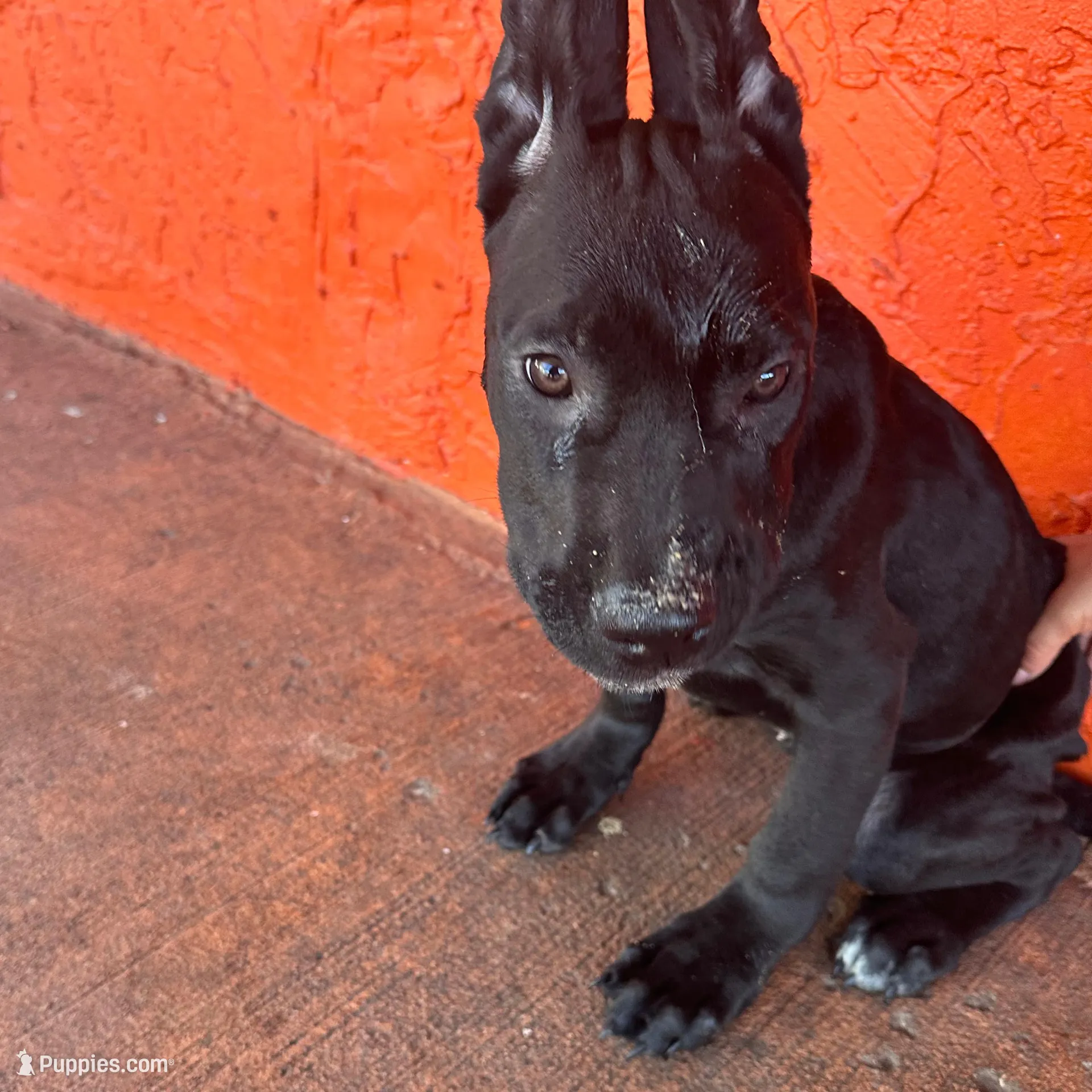 Teal collar (Blossom), a female Cane Corso for sale in Holiday, FL – 2 of 5