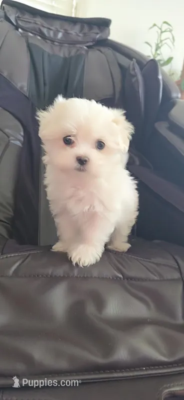 Lilly, a female Maltese for sale in Granada Hills, CA – Photo 1 of 5