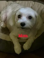 Kai, a male Maltese for sale in Granada Hills, CA – Photo 6 of 6