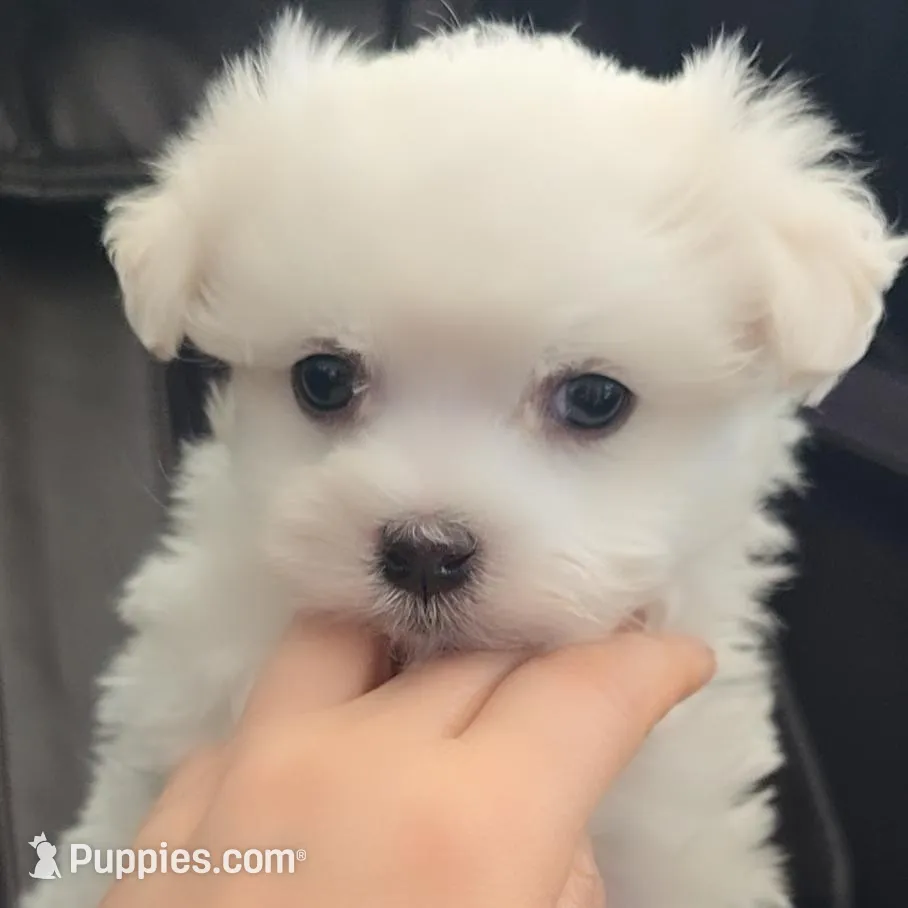 Kai, a male Maltese for sale in Granada Hills, CA – Photo 4 of 6