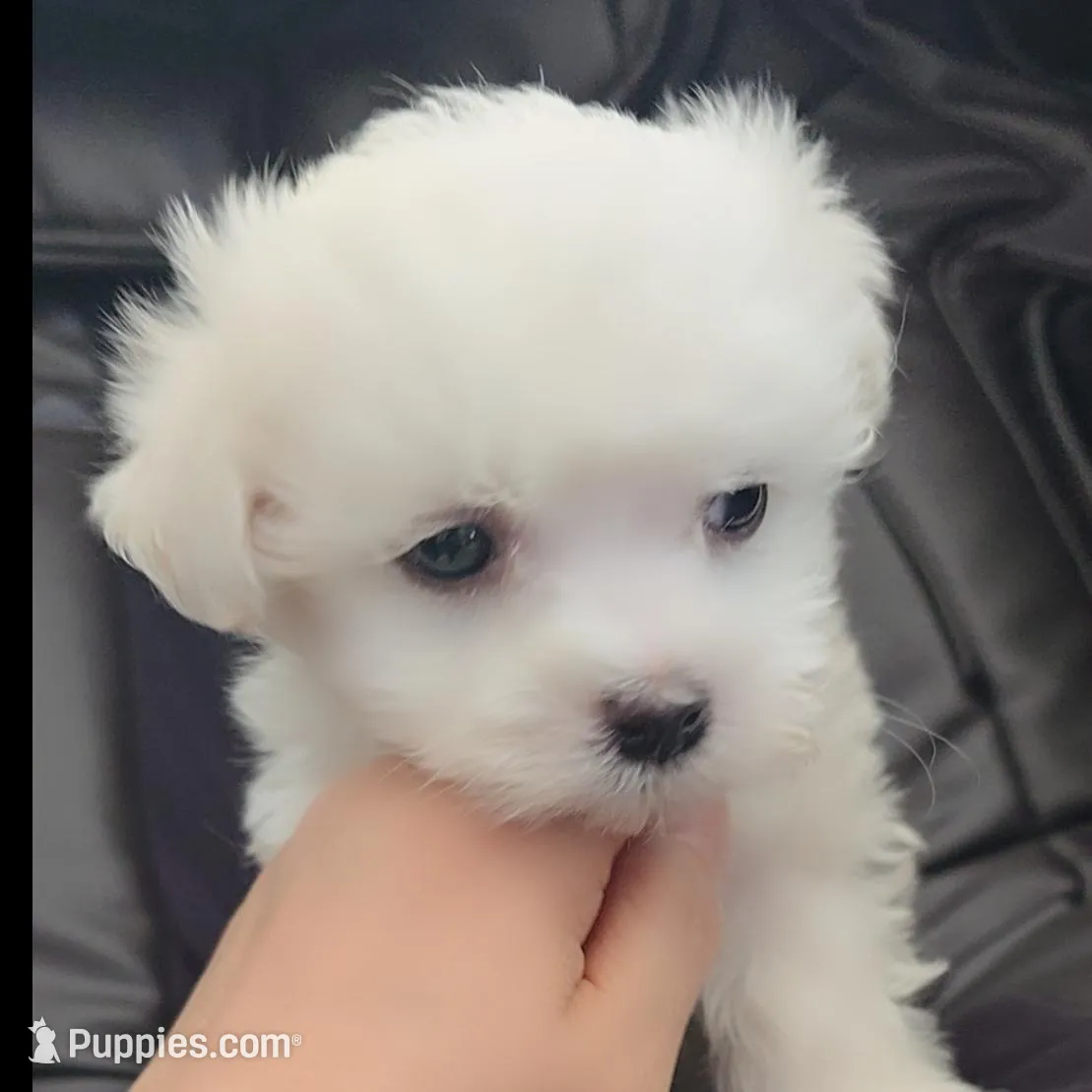 Kai, a male Maltese for sale in Granada Hills, CA – Photo 2 of 6