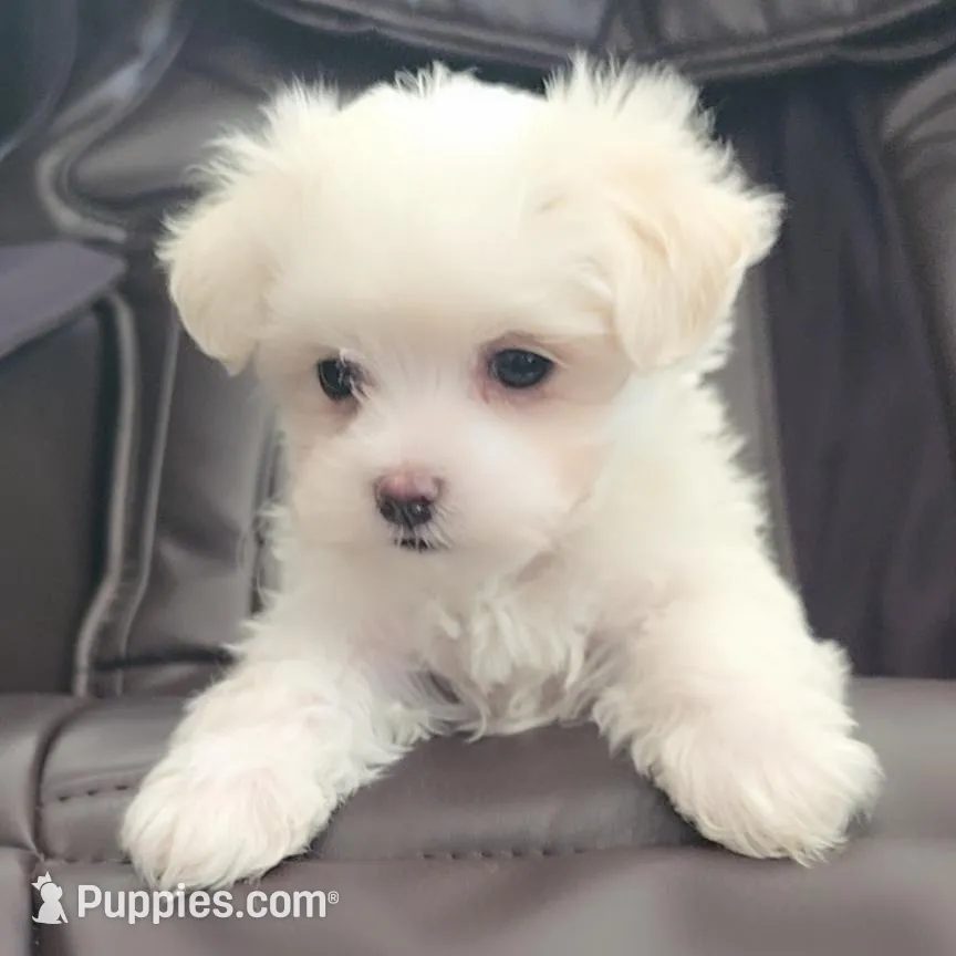 Lady, a female Maltese for sale in Granada Hills, CA – Photo 2 of 5