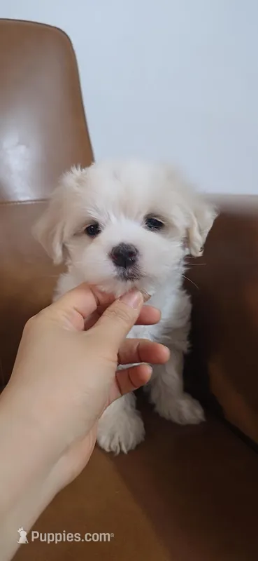 Tyson – Maltese puppy for sale in Granada Hills, CA