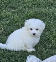 Ken, a male Maltese for sale in Granada Hills, CA – Photo 2 of 4