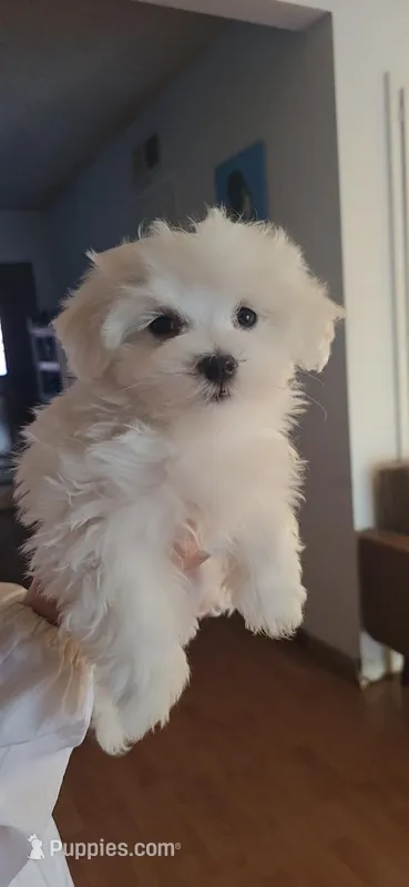 Ken – Maltese puppy for sale in Granada Hills, CA