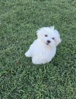 Ken, a male Maltese for sale in Granada Hills, CA – Photo 3 of 4