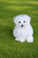 Ken, a male Maltese for sale in Granada Hills, CA – Photo 4 of 4