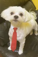 Ken, a male Maltese for sale in Granada Hills, CA – Photo 3 of 4