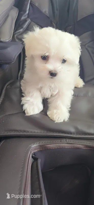 Ken, a male Maltese for sale in Granada Hills, CA – Photo 1 of 4