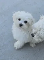 Ken, a male Maltese for sale in Granada Hills, CA – Photo 1 of 4