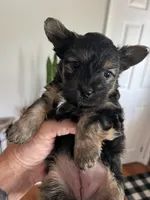 Agnes, a female Yorkipoo for sale in Stroudsburg, PA – 5 of 7