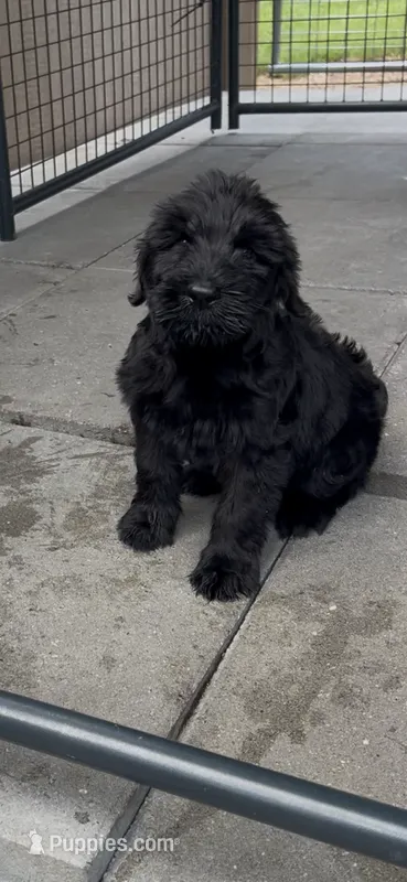 Saddie – Giant Schnauzer puppy for sale in Stroudsburg, PA