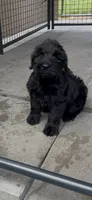 Saddie, a female Giant Schnauzer for sale in Stroudsburg, PA – 1 of 2