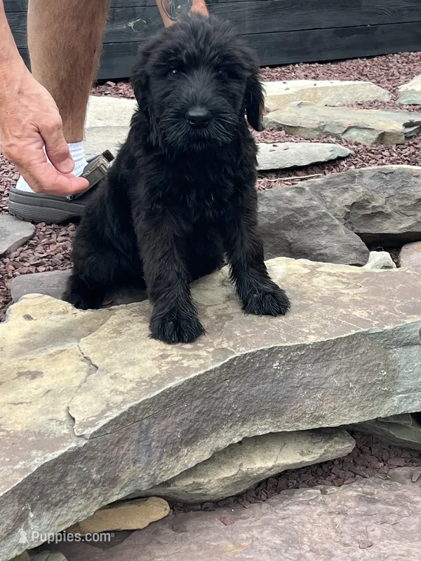 Saddie – Giant Schnauzer puppy for sale in Stroudsburg, PA