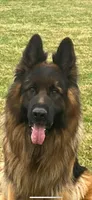Zavi, a male German Shepherd Dog for sale in Stroudsburg, PA – 5 of 5