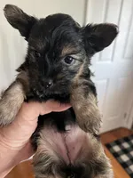 Agnes, a female Yorkipoo for sale in Stroudsburg, PA – 6 of 7