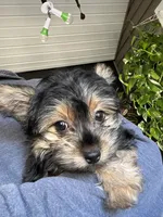 Pickles, a female Yorkshire Terrier and Poodle - Toy  for sale in Stroudsburg, PA – 1 of 3