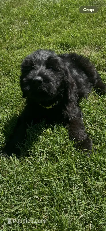 Saddie – Giant Schnauzer puppy for sale in Stroudsburg, PA