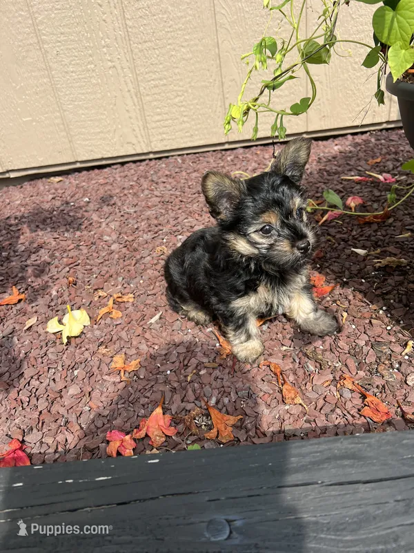 Pickles – Yorkshire Terrier puppy for sale in Stroudsburg, PA