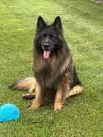 Zavi, a male German Shepherd Dog for sale in Stroudsburg, PA – 4 of 5