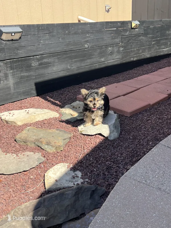 Pickles – Yorkshire Terrier puppy for sale in Stroudsburg, PA