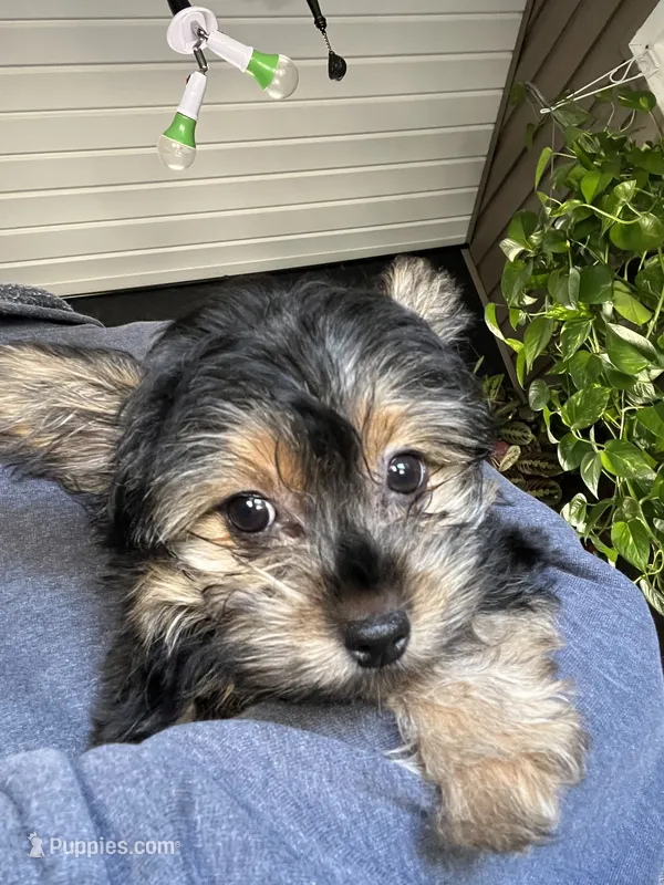 Pickles – Yorkshire Terrier puppy for sale in Stroudsburg, PA
