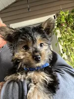 Pickles, a female Yorkshire Terrier for sale in Stroudsburg, PA – 3 of 4