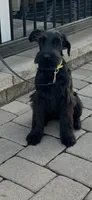 Annie, a female Giant Schnauzer for sale in Stroudsburg, PA – 4 of 5