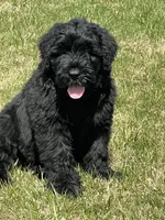 Male, a male Black Russian Terrier for sale in Stroudsburg, PA – Photo 3 of 3