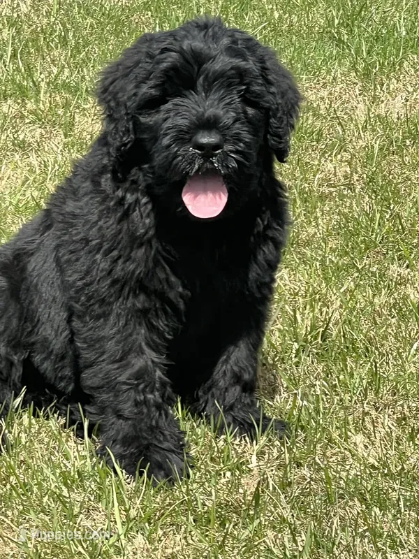 Male – Black Russian Terrier puppy for sale in Stroudsburg, PA