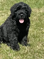 Male, a male Black Russian Terrier for sale in Stroudsburg, PA – Photo 1 of 3