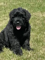 Male, a male Black Russian Terrier for sale in Stroudsburg, PA – Photo 2 of 3
