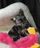 Agnes, a female Yorkipoo for sale in Stroudsburg, PA – 4 of 7