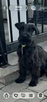 Annie, a female Giant Schnauzer for sale in Stroudsburg, PA – 3 of 5