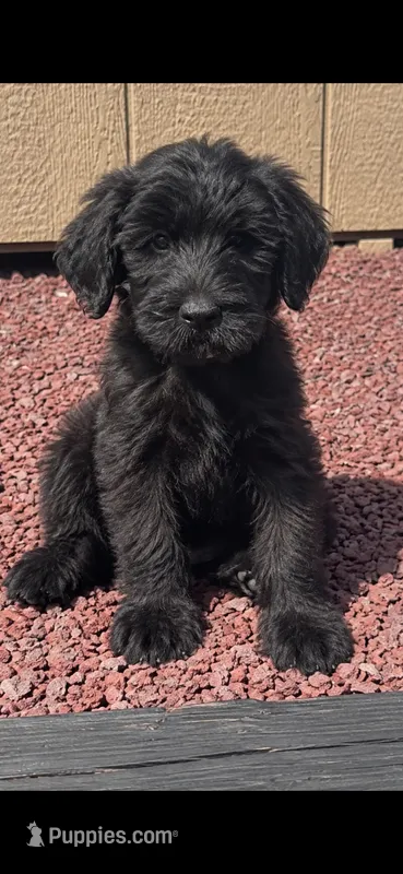 Female – Giant Schnauzer puppy for sale in Stroudsburg, PA