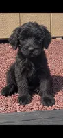 Female, a female Giant Schnauzer for sale in Stroudsburg, PA – 1 of 1