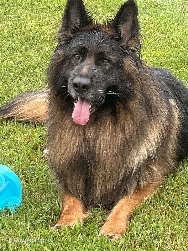 Zavi – German Shepherd Dog puppy for sale in Stroudsburg, PA