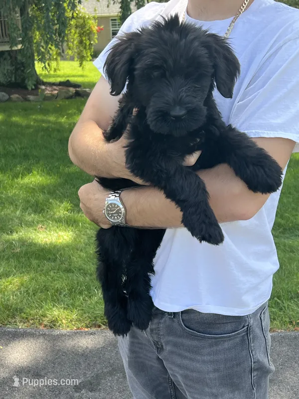 Oscar – Giant Schnauzer puppy for sale in Stroudsburg, PA