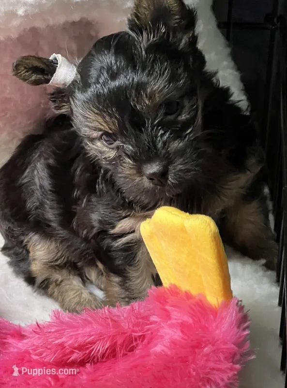 Agnes – Yorkipoo puppy for sale in Stroudsburg, PA