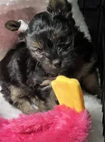 Agnes, a female Yorkipoo for sale in Stroudsburg, PA – 1 of 7
