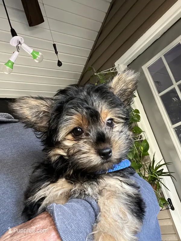 Pickles – Yorkshire Terrier puppy for sale in Stroudsburg, PA