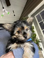 Pickles, a female Yorkshire Terrier for sale in Stroudsburg, PA – 4 of 4