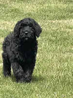 Female is, a female Black Russian Terrier for sale in Stroudsburg, PA – Photo 2 of 4