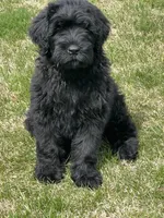 Female is, a female Black Russian Terrier for sale in Stroudsburg, PA – Photo 3 of 4
