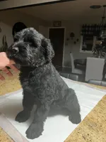 Female, a female Black Russian Terrier for sale in Stroudsburg, PA – Photo 1 of 4