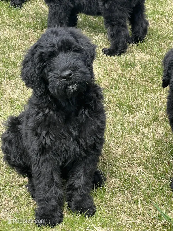 Female is – Black Russian Terrier puppy for sale in Stroudsburg, PA